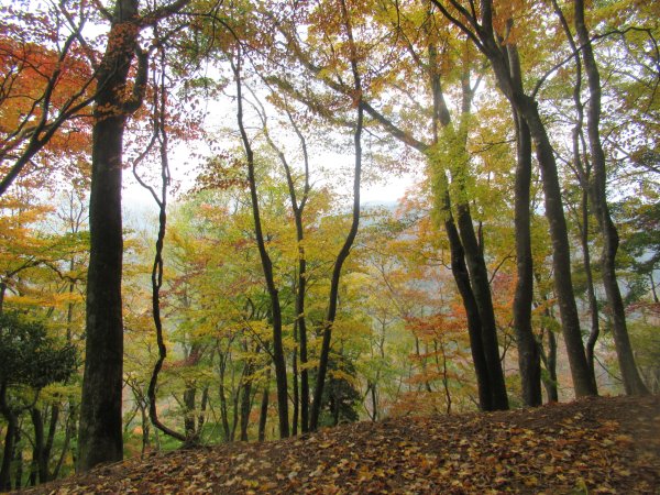 登山道